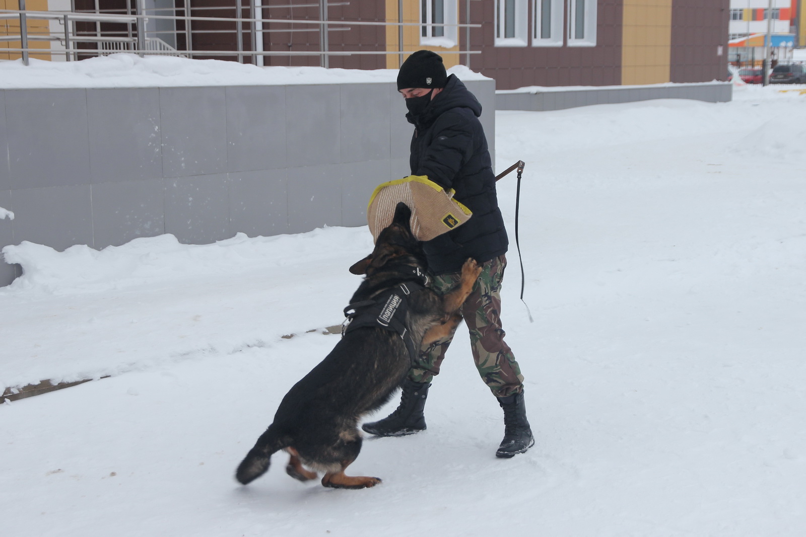Школьникам в Костроме показали собачью работу полиции