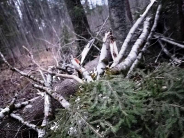 Жителя Костромской области насмерть придавило упавшим деревом