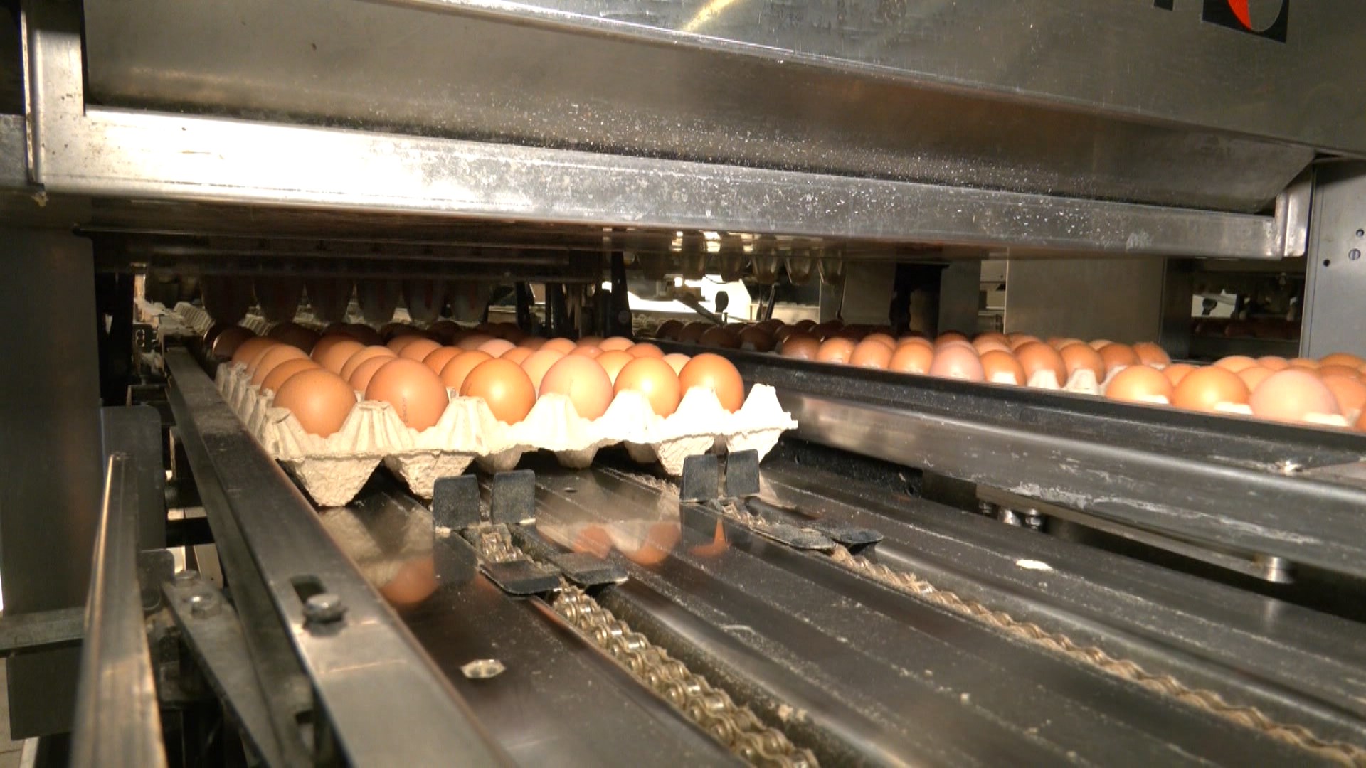 В Костромской области создадут замкнутый цикл производства курятины и яиц