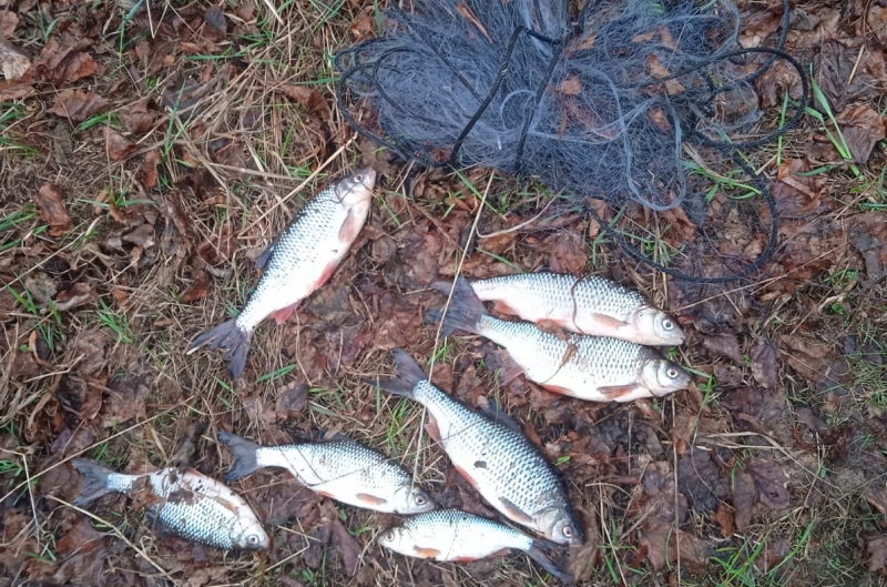 Десять жителей Костромской области попались на незаконной ловле рыбы