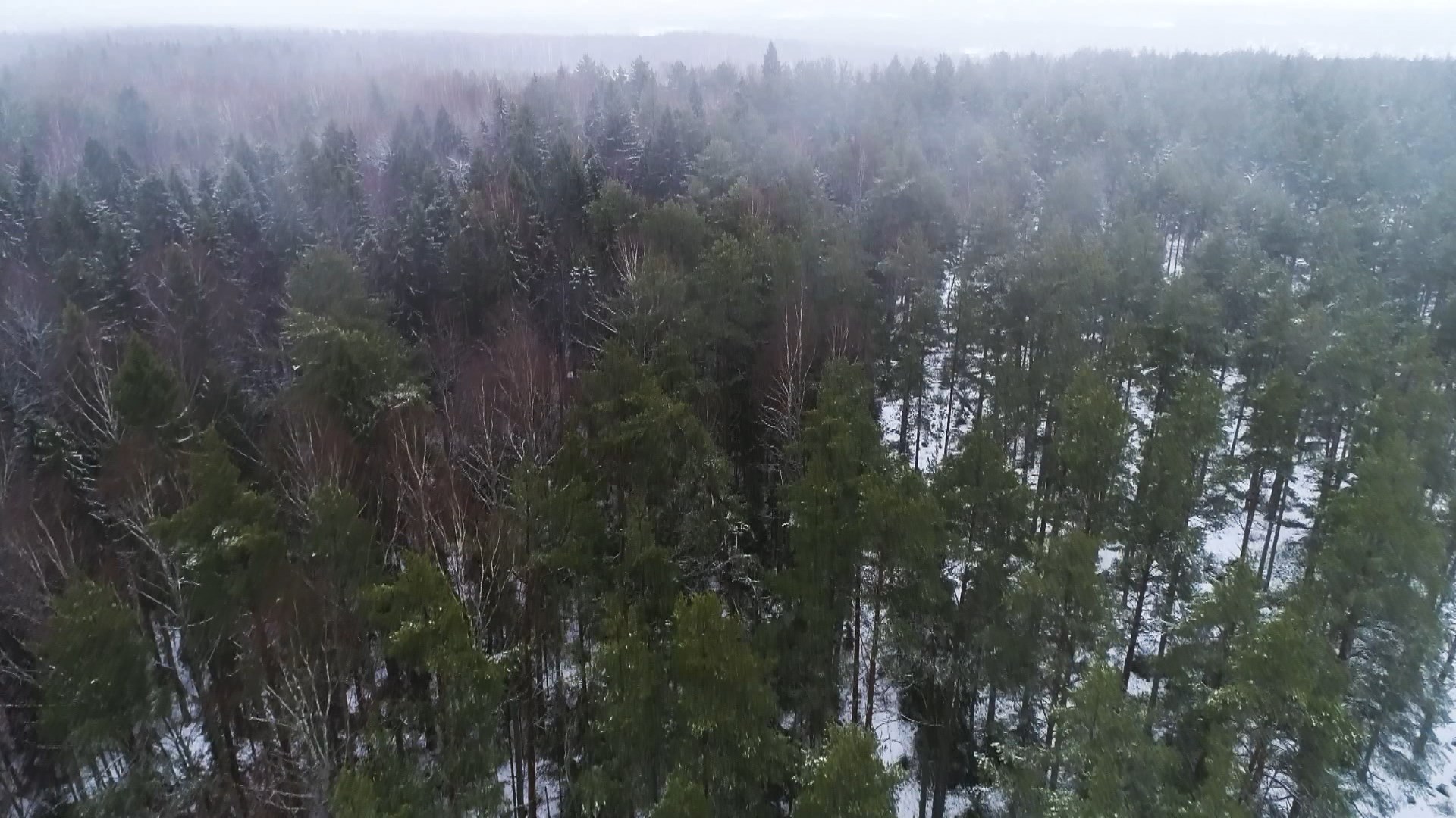 Вырубка лесов в Костромской области