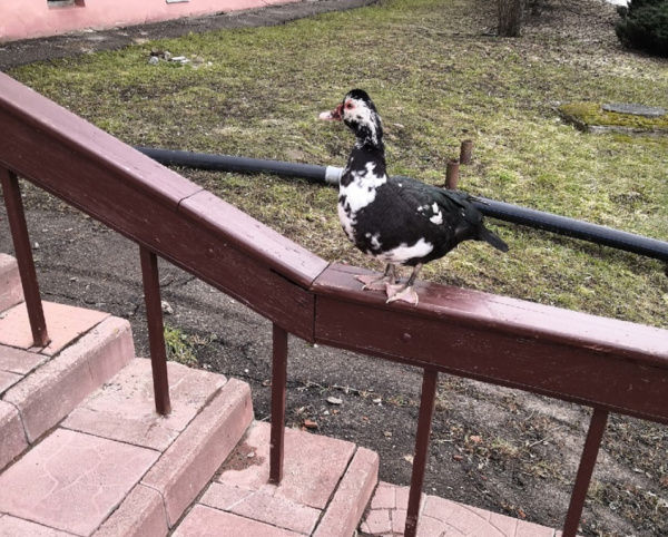 К порогу Костромского госуниверситета прибилась породистая утка