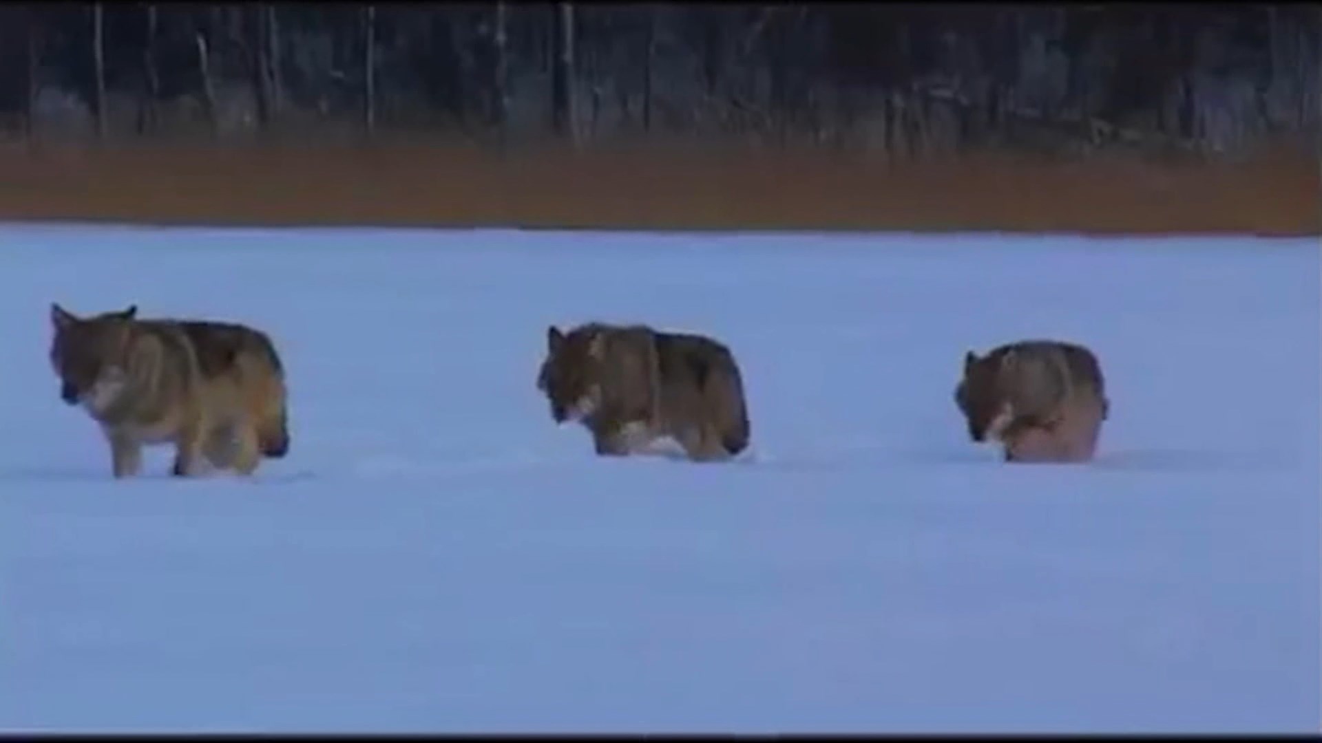 Удачную охоту на волков провели в межевских лесах Костромской области