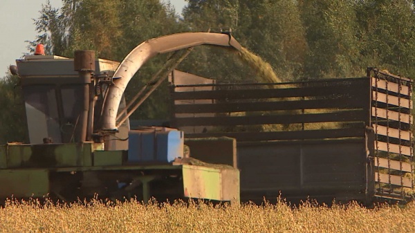 Костромские сельхозпредприятия завершают уборочную кампанию