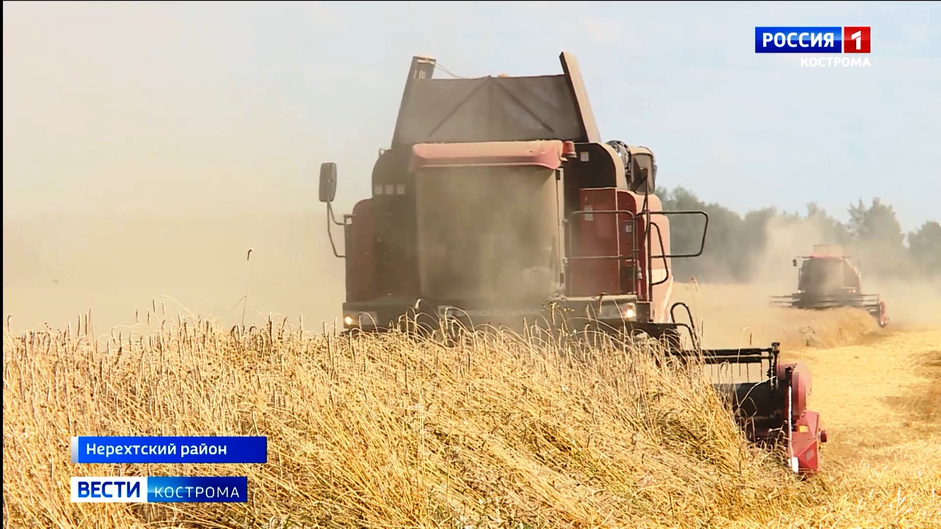 Аграрии Костромской области приступили к уборке зерновых