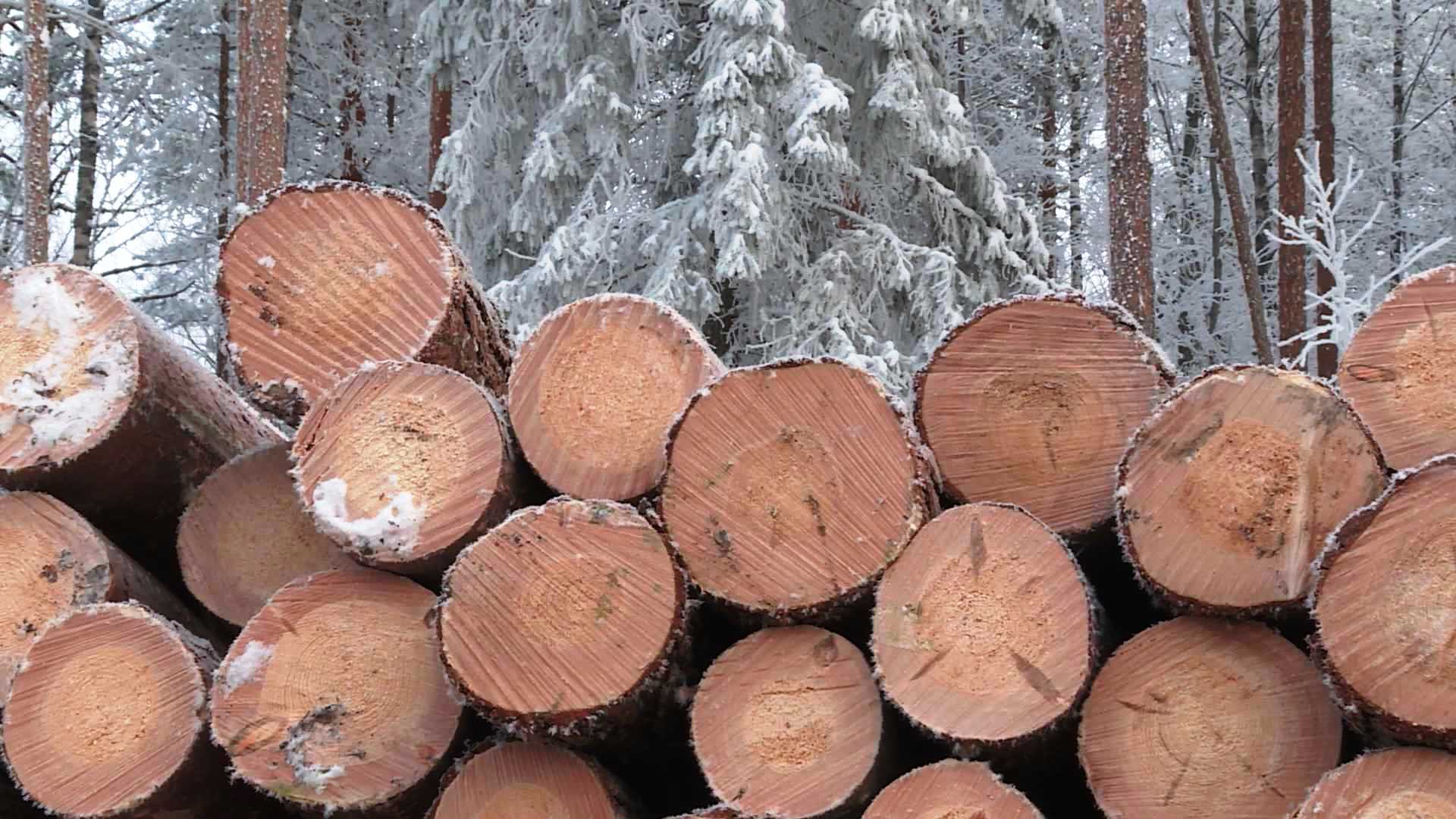 Костромской лес стал приносить больше доходов в казну
