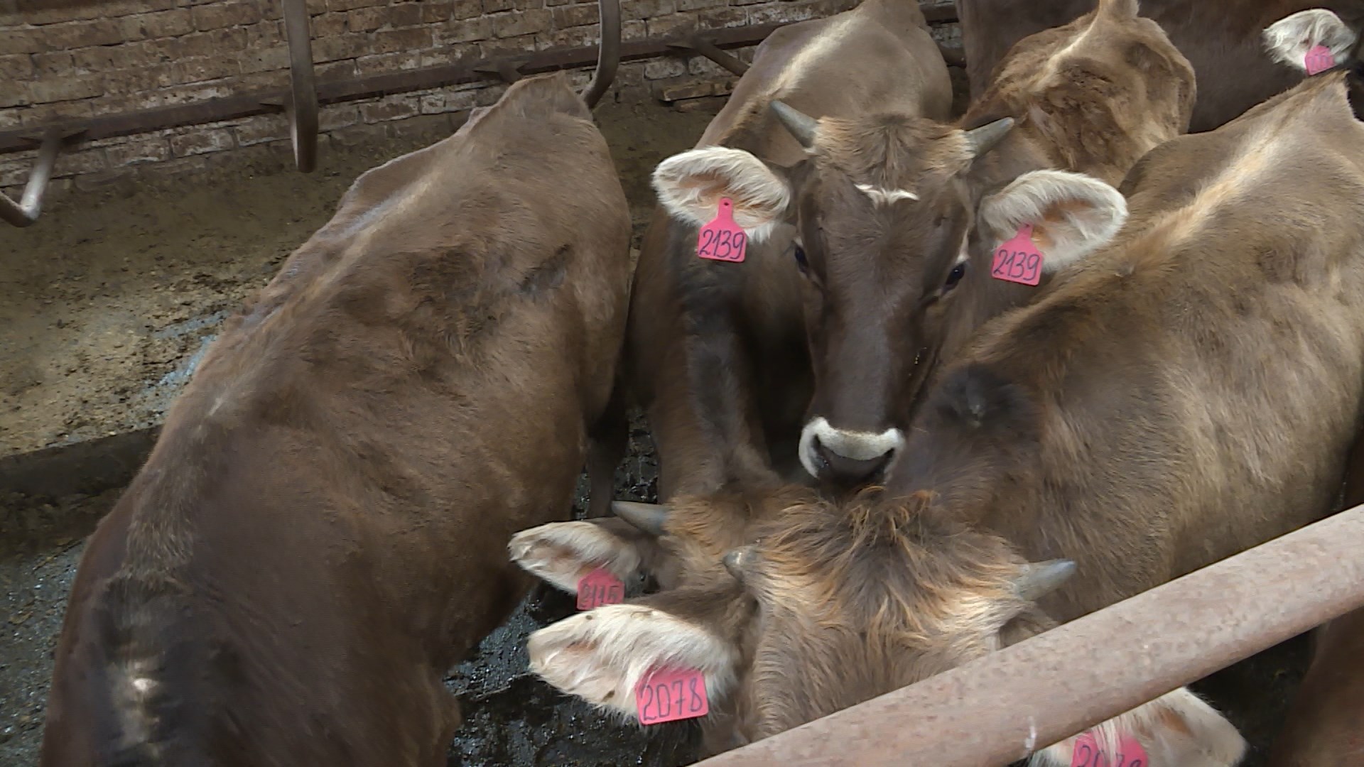 Костромские животноводы к 2025 году планируют полностью обеспечить регион собственным молоком
