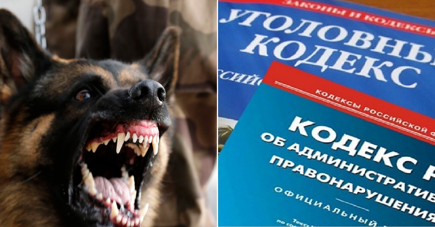 Молодой житель Костромской области натравил собаку на полицейских