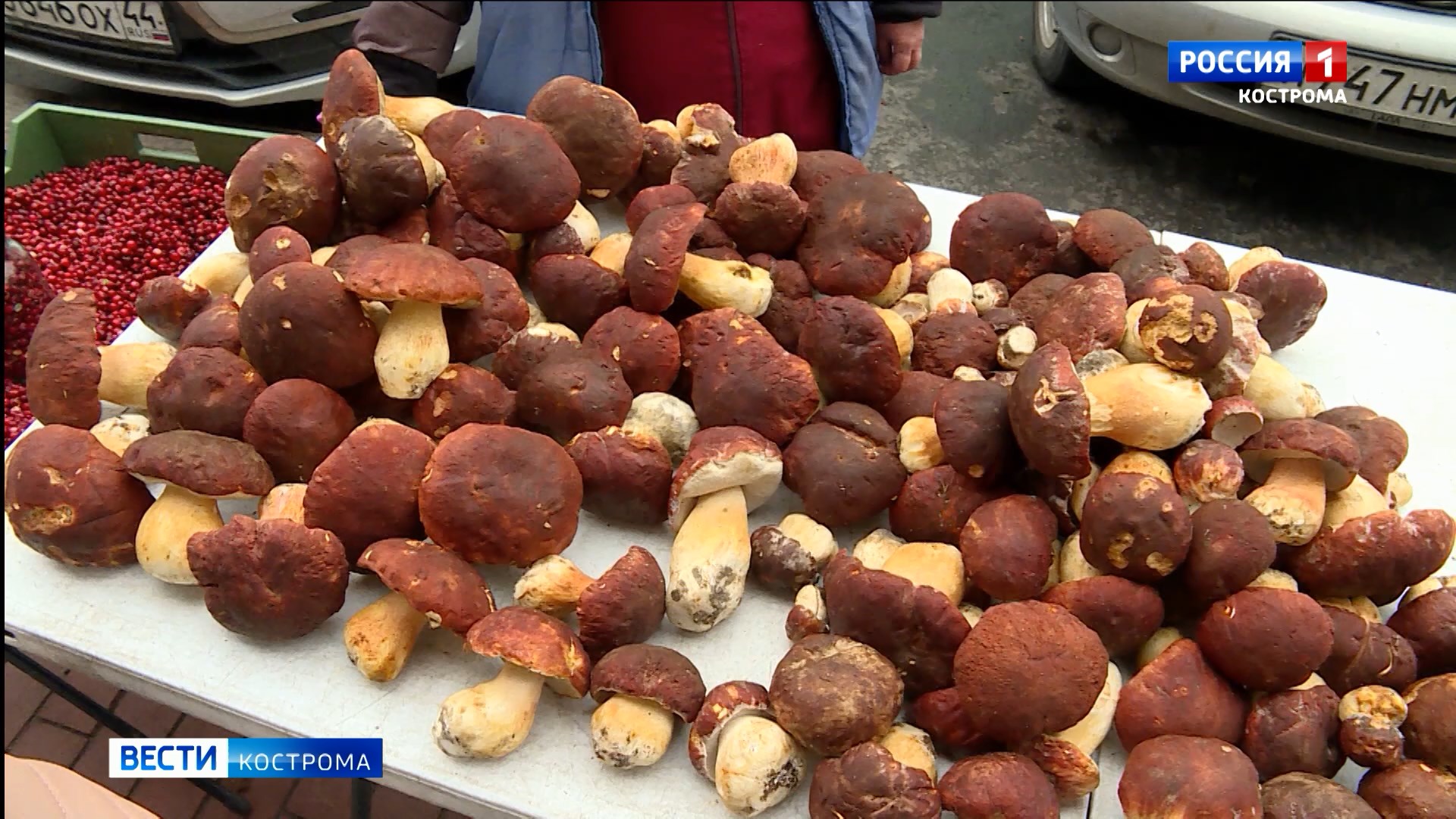 Белые грибы на прилавках в Костроме обогнали по цене говяжьи стейки