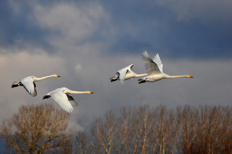 Вслед за гусями-разведчиками в Костромскую область прилетели лебеди и журавли