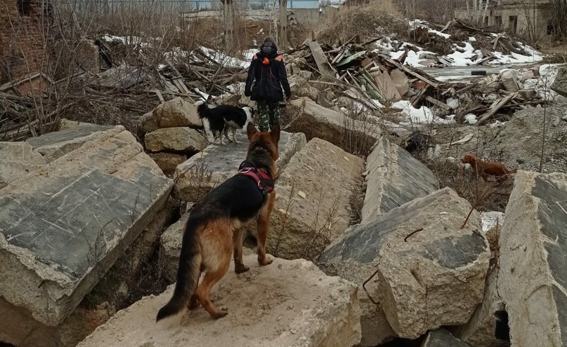 Спасатели учат служебных собак в Костроме искать людей под завалами