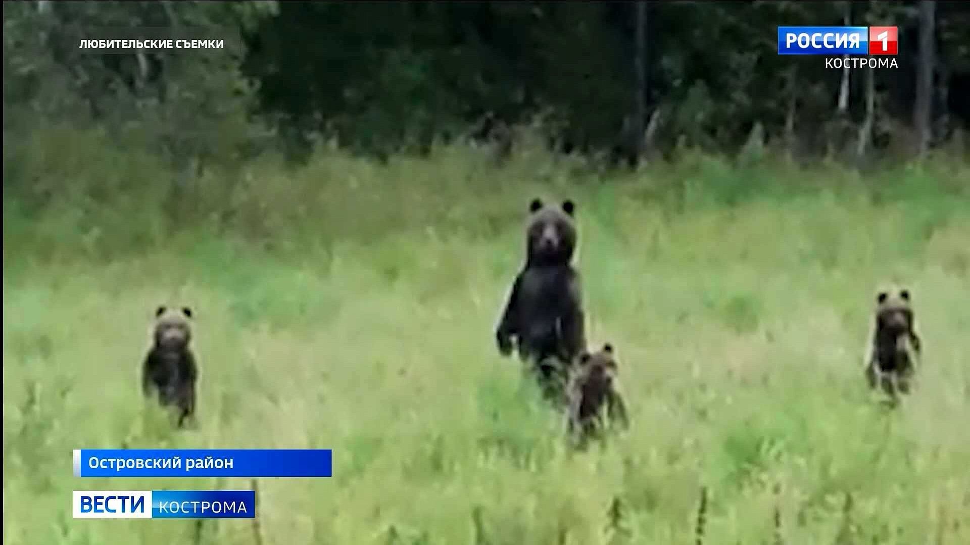Ордера на отстрел костромских лосей и медведей озадачили депутатов