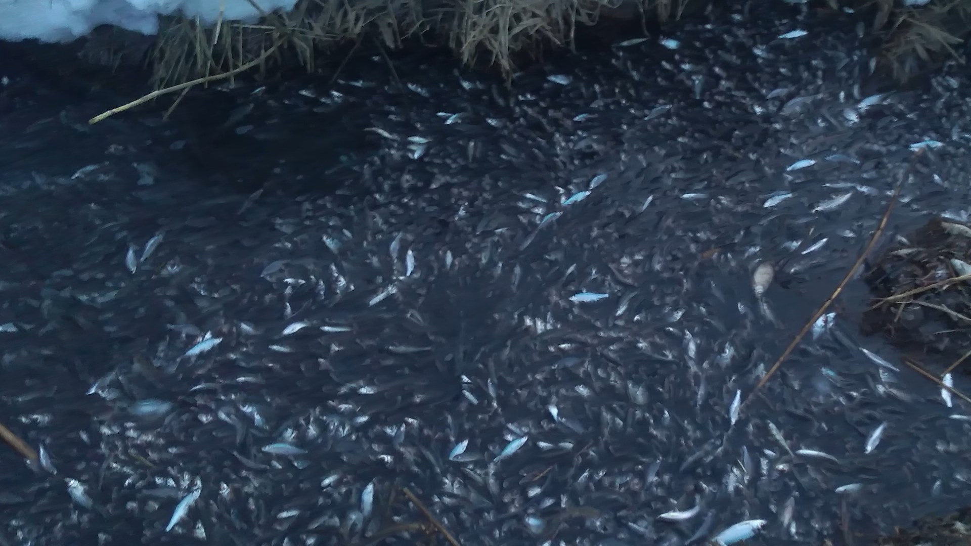 Костромской суд установил причину массовой гибели рыбы в Чухломском озере