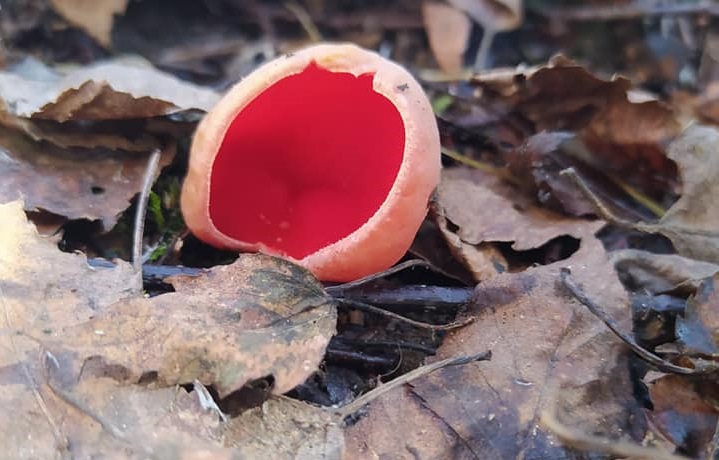 В лесах под Костромой жители собирают первые весенние грибы