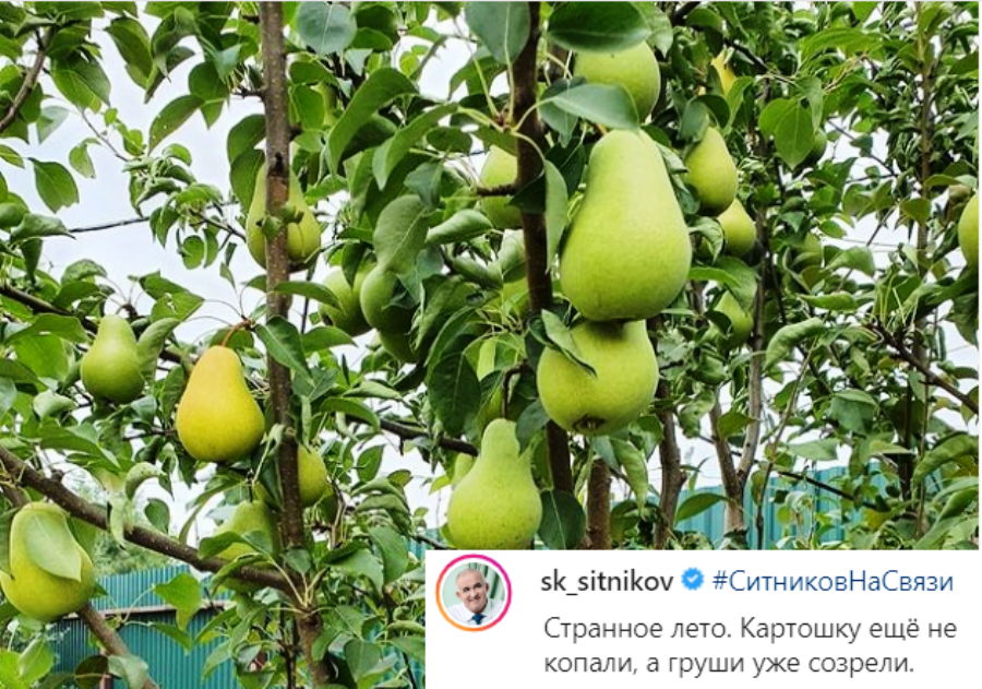 Костромской губернатор подивился урожаю груш в своём саду