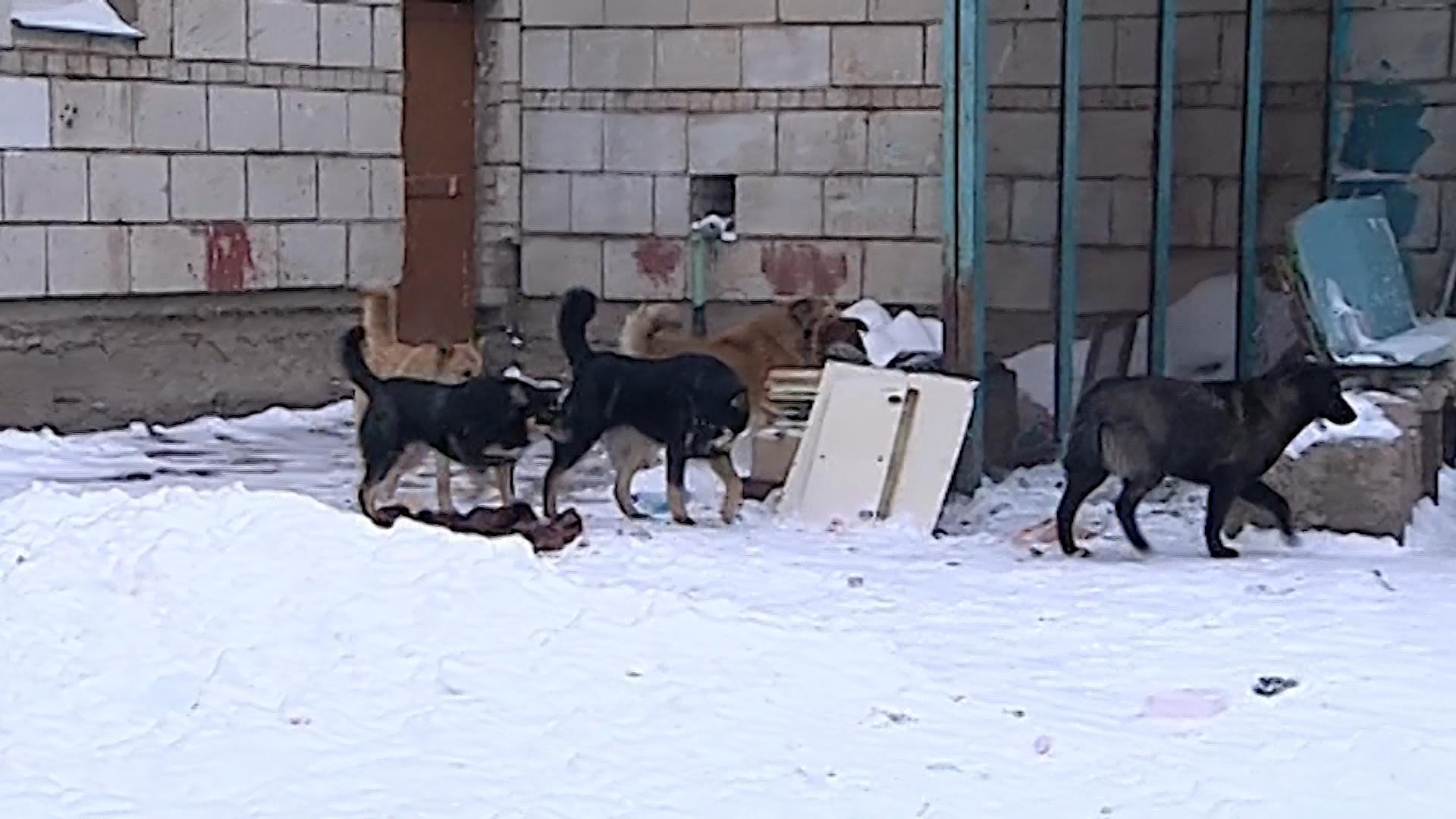 Жителей Макарьева атакуют бродячие собаки