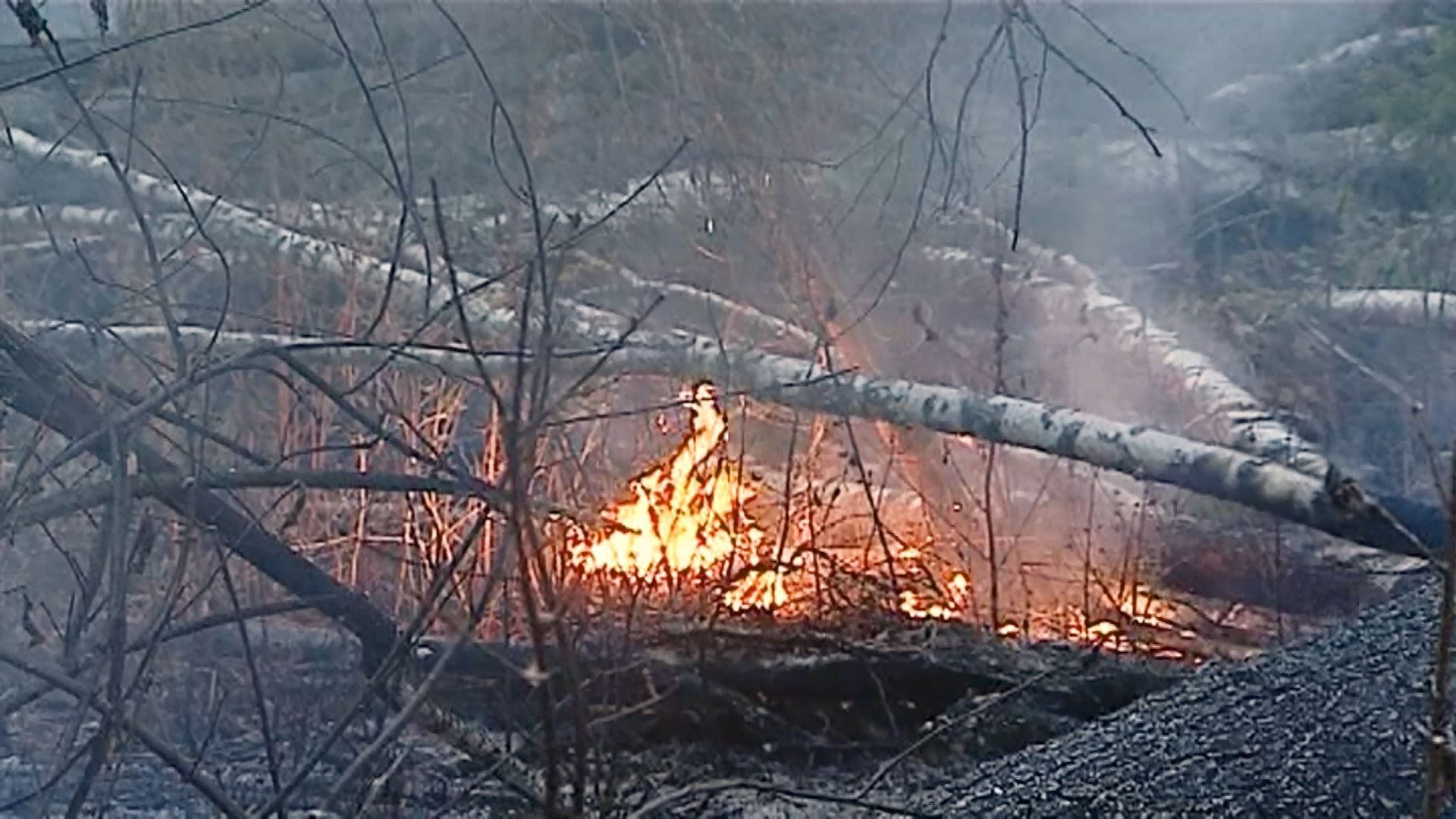 Костромская область за неделю пострадала от двух лесных пожаров