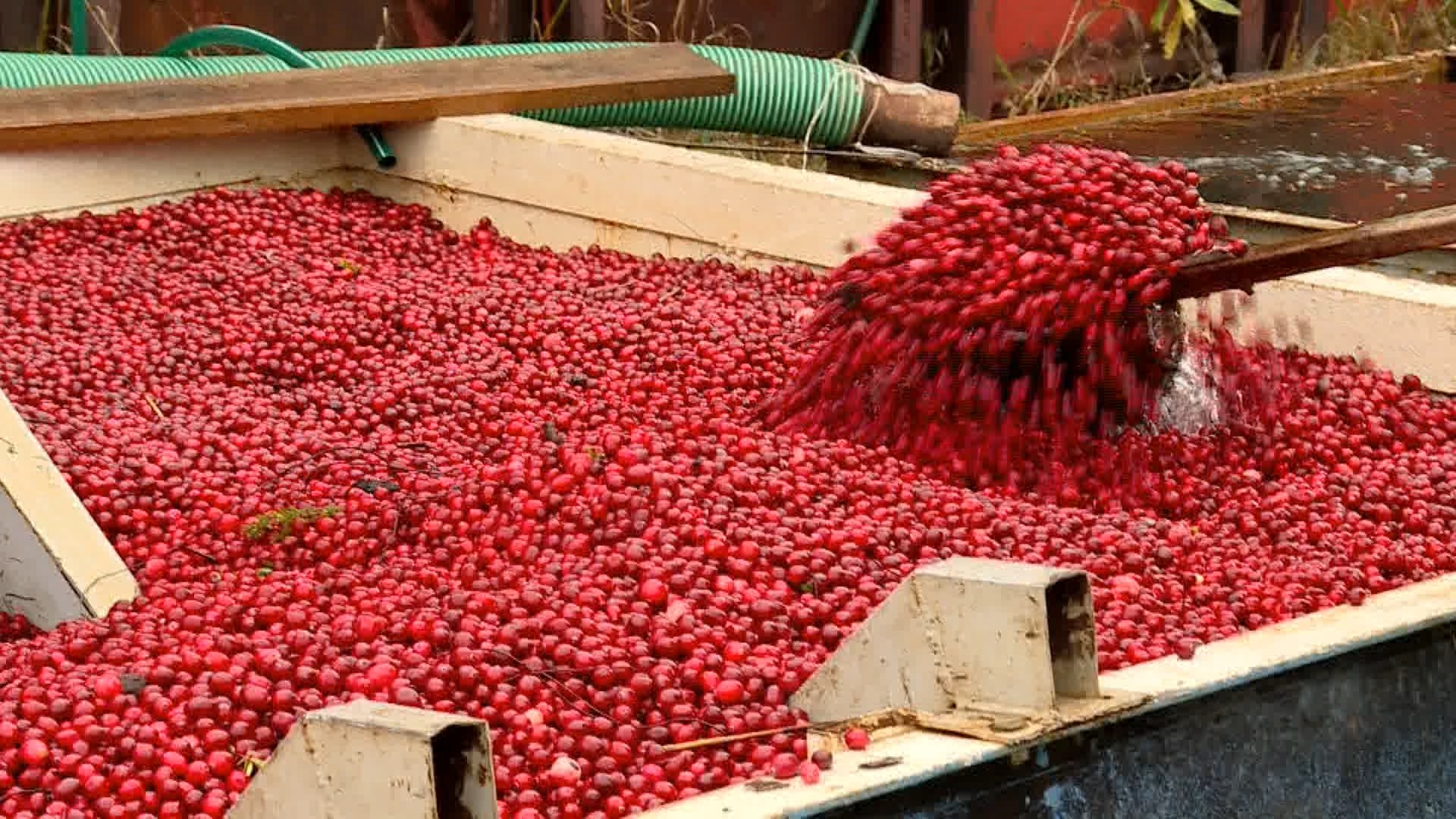 Костромские аграрии поставили рекорд по сбору урожая ягод
