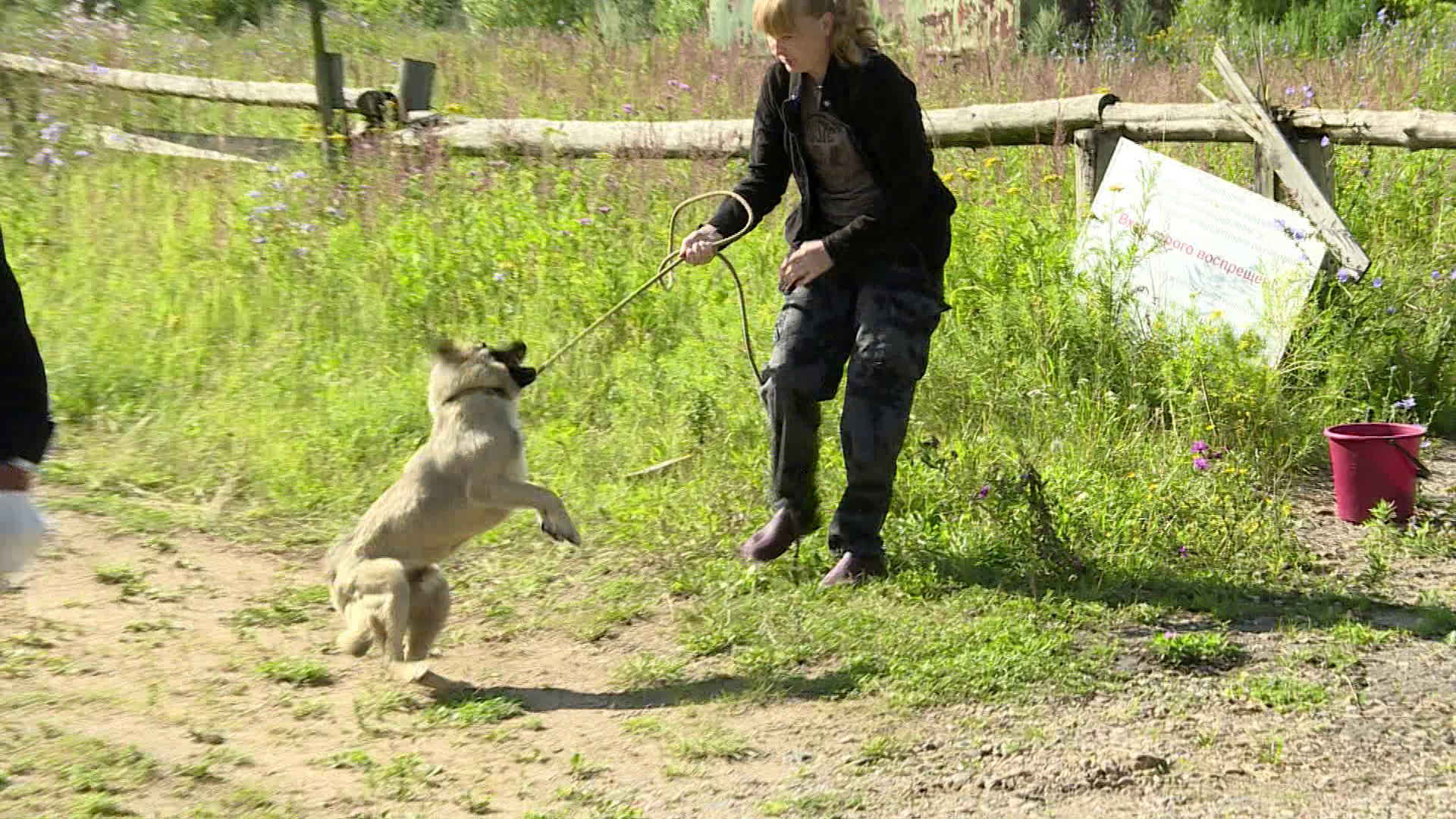 На агрессивных собак в Костроме поступило 135 жалоб с начала года