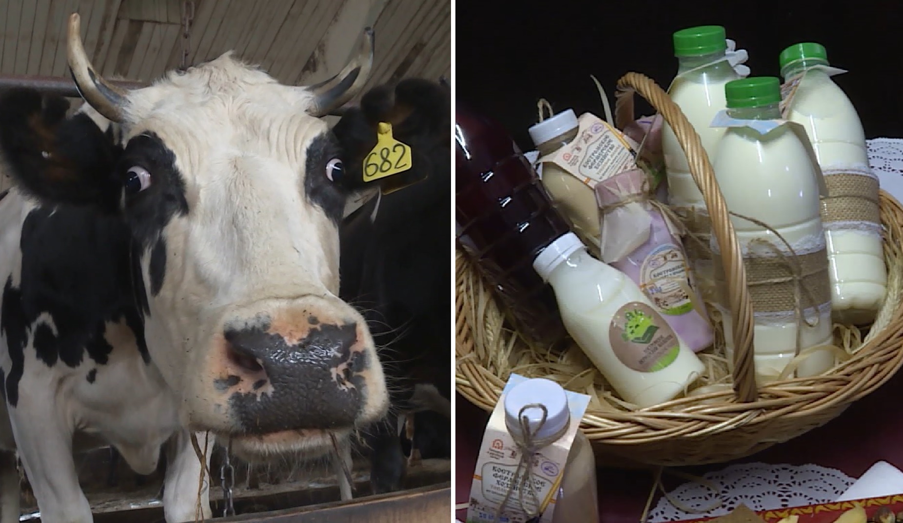 Фермерское молоко в Костромской области избавят от QR-кодов