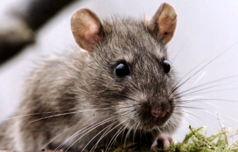 Крыс в Костроме подвергнут нещадной травле