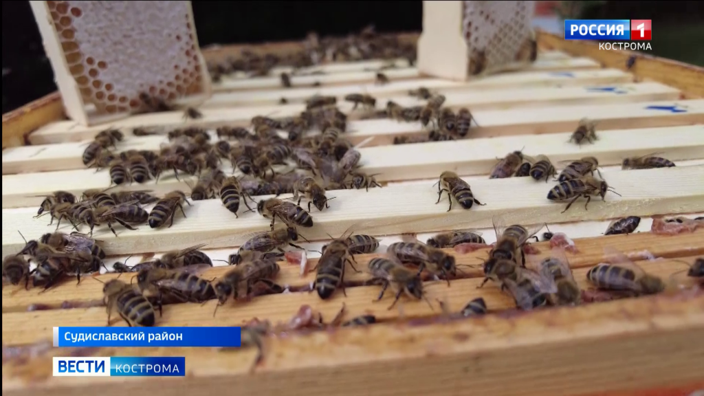 Жителей региона приглашают поучаствовать в фотоконкурсе «Костромская пчелка»