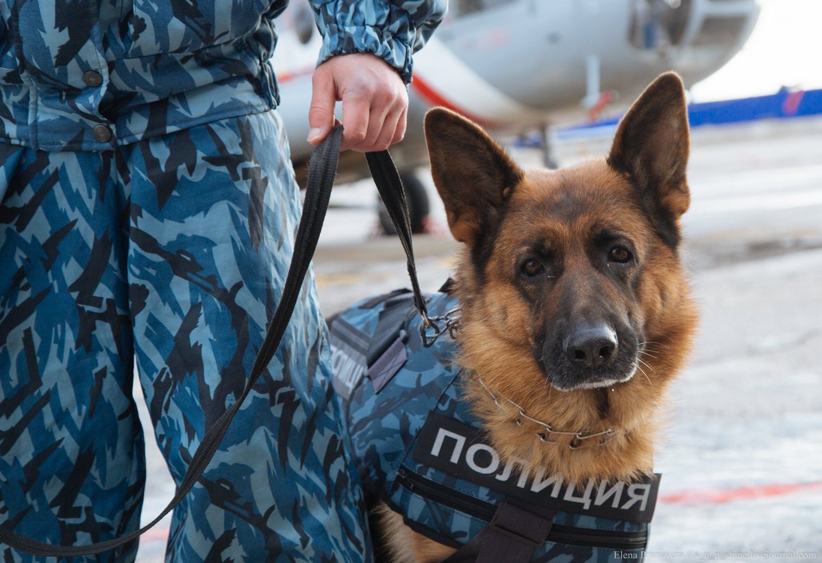 Полицейские собаки обнюхают все школы в Костроме
