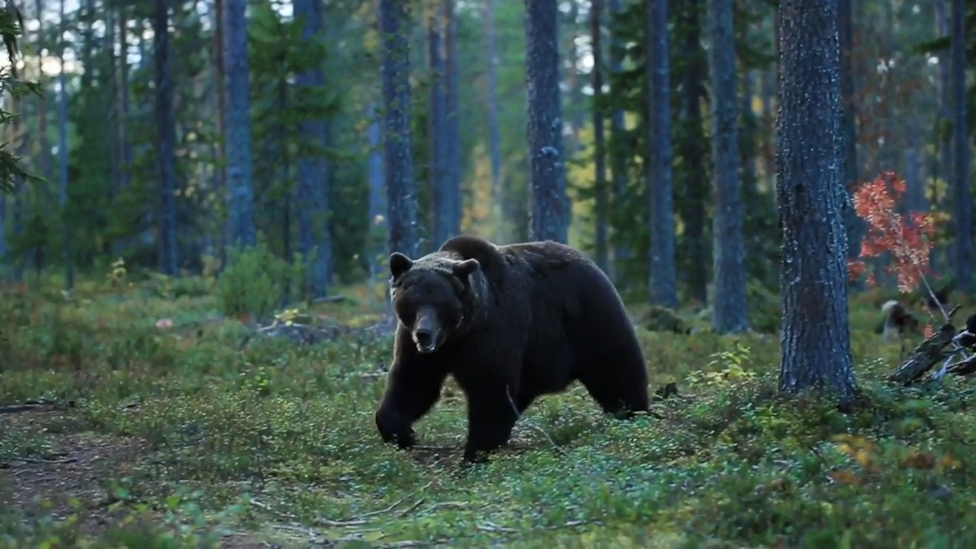 В двух районах Костромской области запретили охоту на медведя
