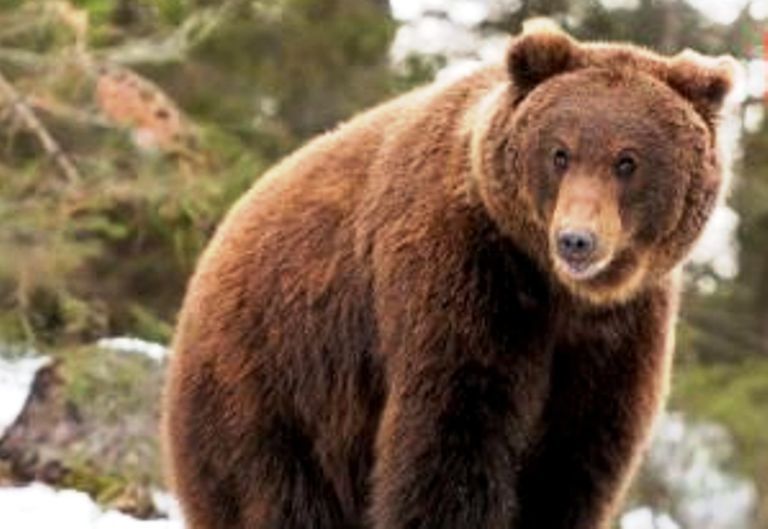 Костромские медведи переносят опасное заболевание