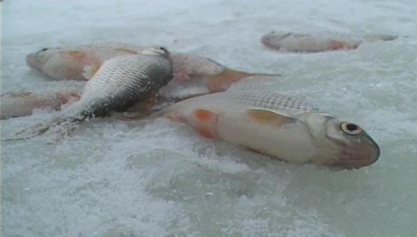 На реке Костроме начался замор рыбы