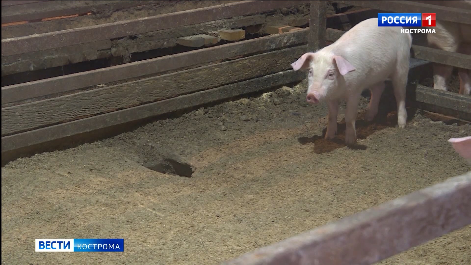В Костромской области заплатят за каждую забитую свинью