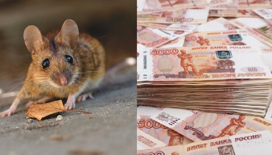 Бухгалтер костромского предприятия свалила пропажу денег на мышей