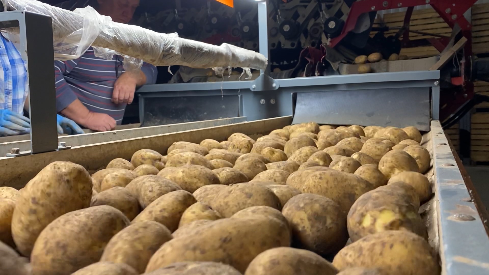 Костромским аграриям помогут организовать поставки картофеля в северные регионы страны