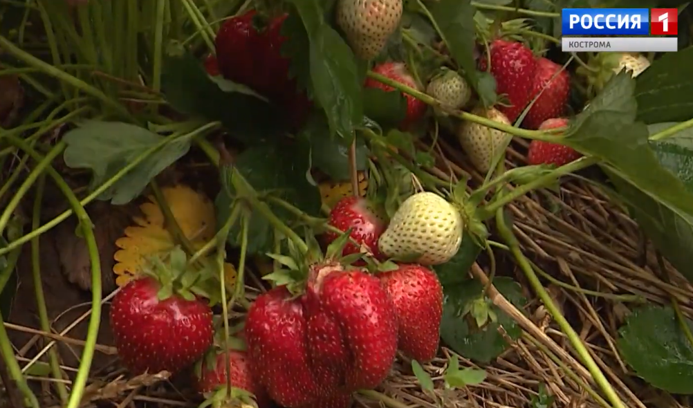 С костромских ягодных плантаций собрали более 83 тонн урожая