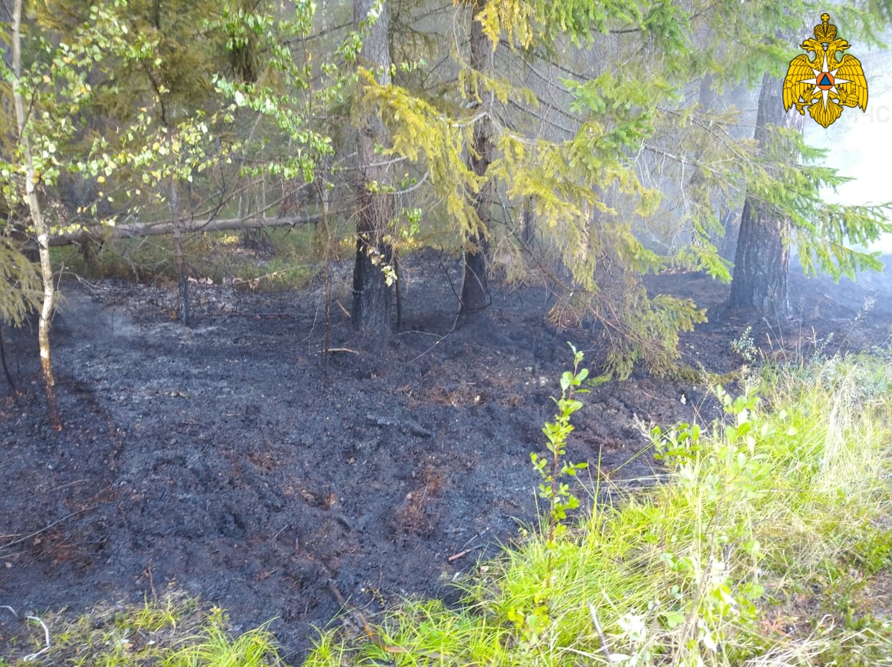 В Костромской области начался лесной пожар
