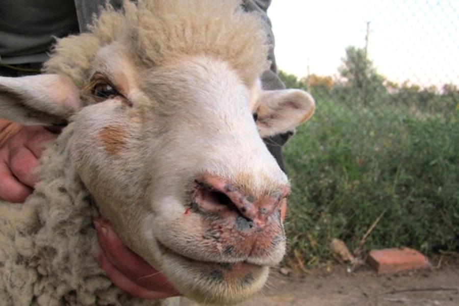 В Нерехтском районе введён режим ЧС из-за распространения оспы овец