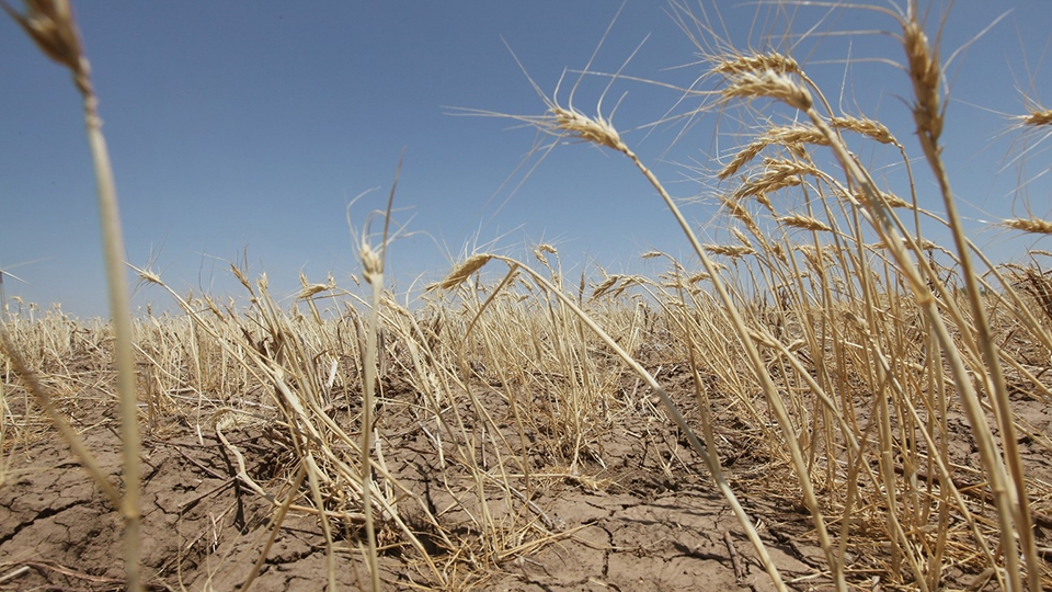 Костромичи просят у Правительства денег для пострадавших от засухи аграриев