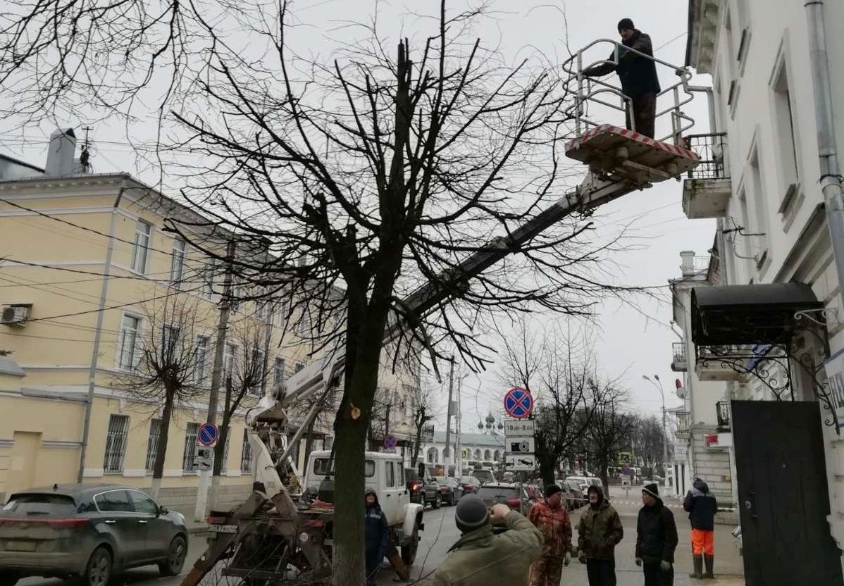 Автомобилистов в Костроме просят при парковке оглядеться – не обрезают ли поблизости деревья