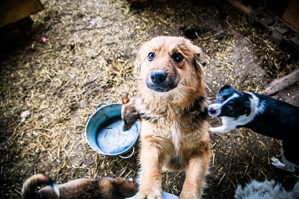 Зоозащитники спасли голодных собак из костромской глубинки