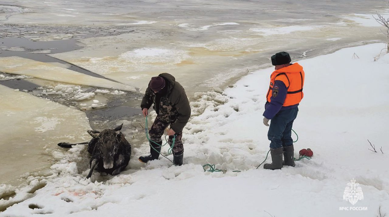 Два лося провалились под лед на Костромском разливе Горьковского  водохранилища | ГТРК «Кострома»