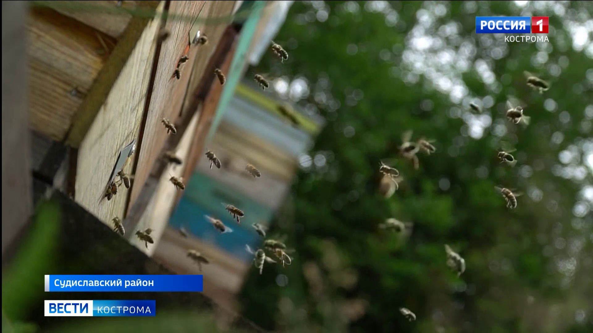 Это ж-ж-ж-ж-ж – неспроста: медовому урожаю в Костромской области быть