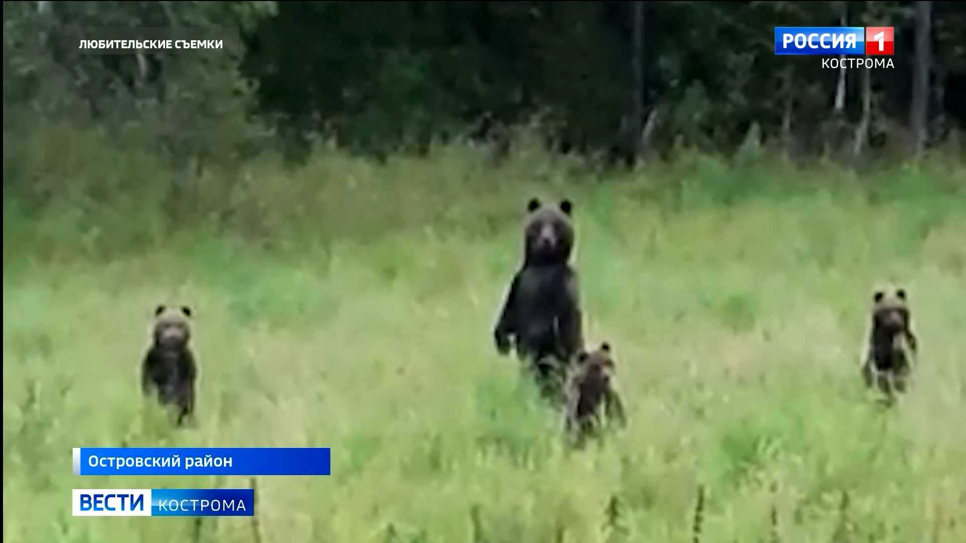 Костромской охотник ловко построил диких медведей