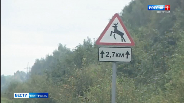 Костромским водителям следует остерегаться лосей – у сохатых началась весенняя миграция