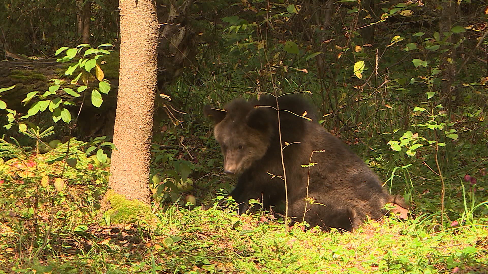 Медведи и кабаны северо-востока Костромской области излечились от трихинеллеза