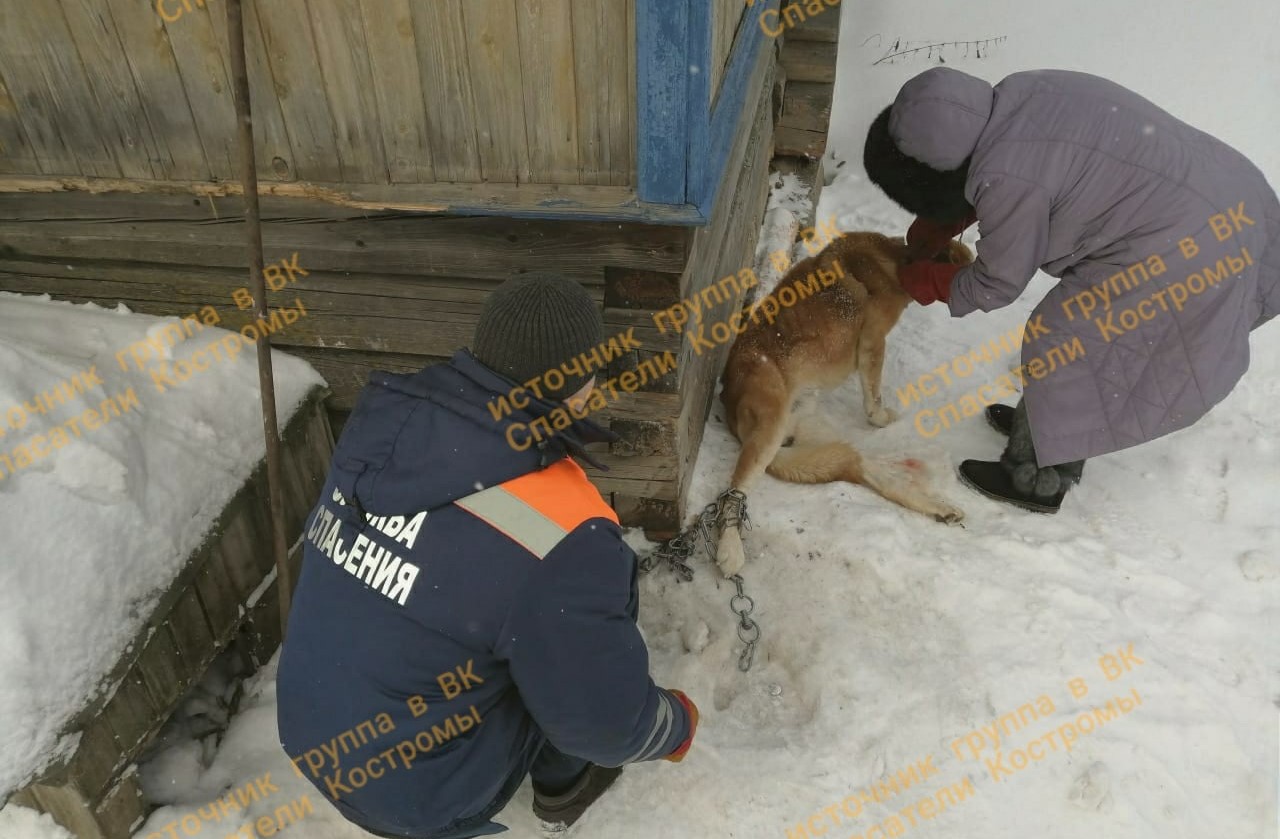 Спасатели на костромском северо-востоке вызволили собаку из оков