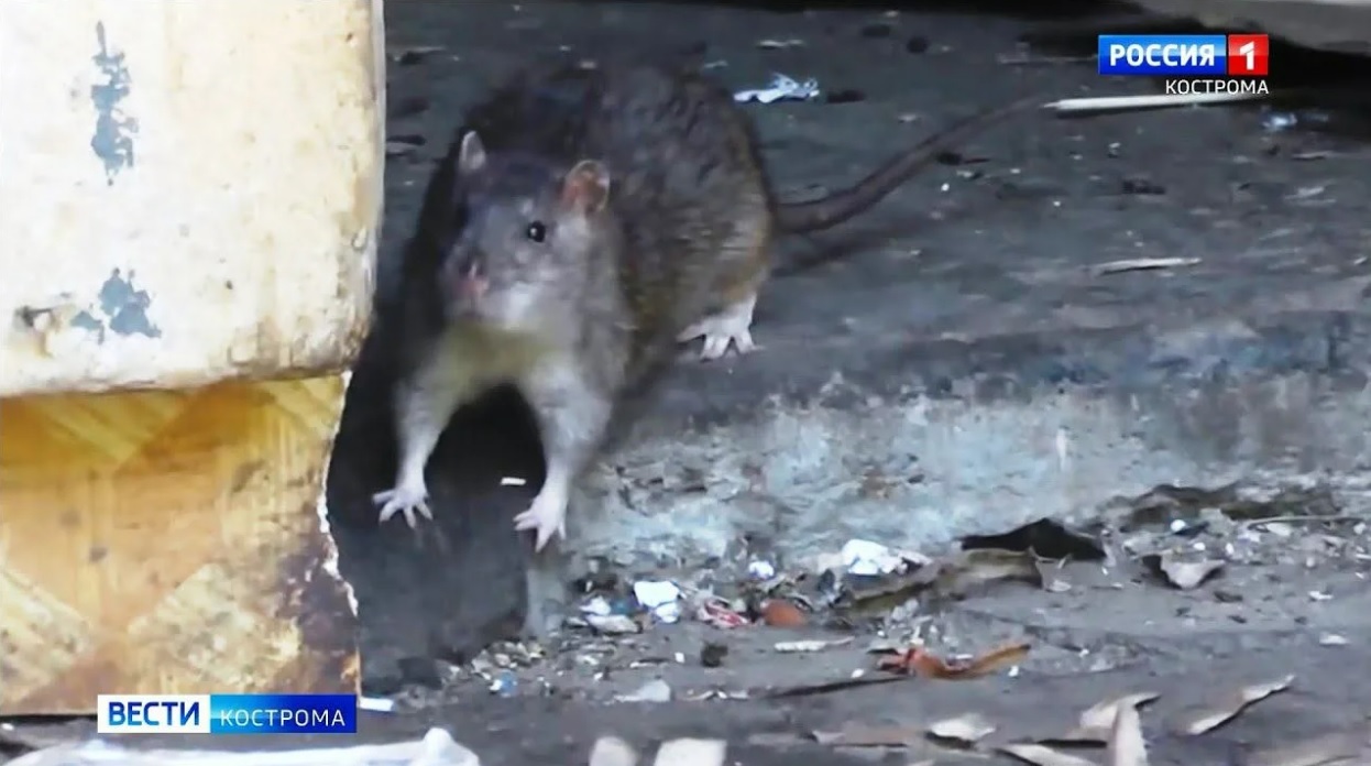 В Костроме стартует месячник по борьбе с крысами и мышами