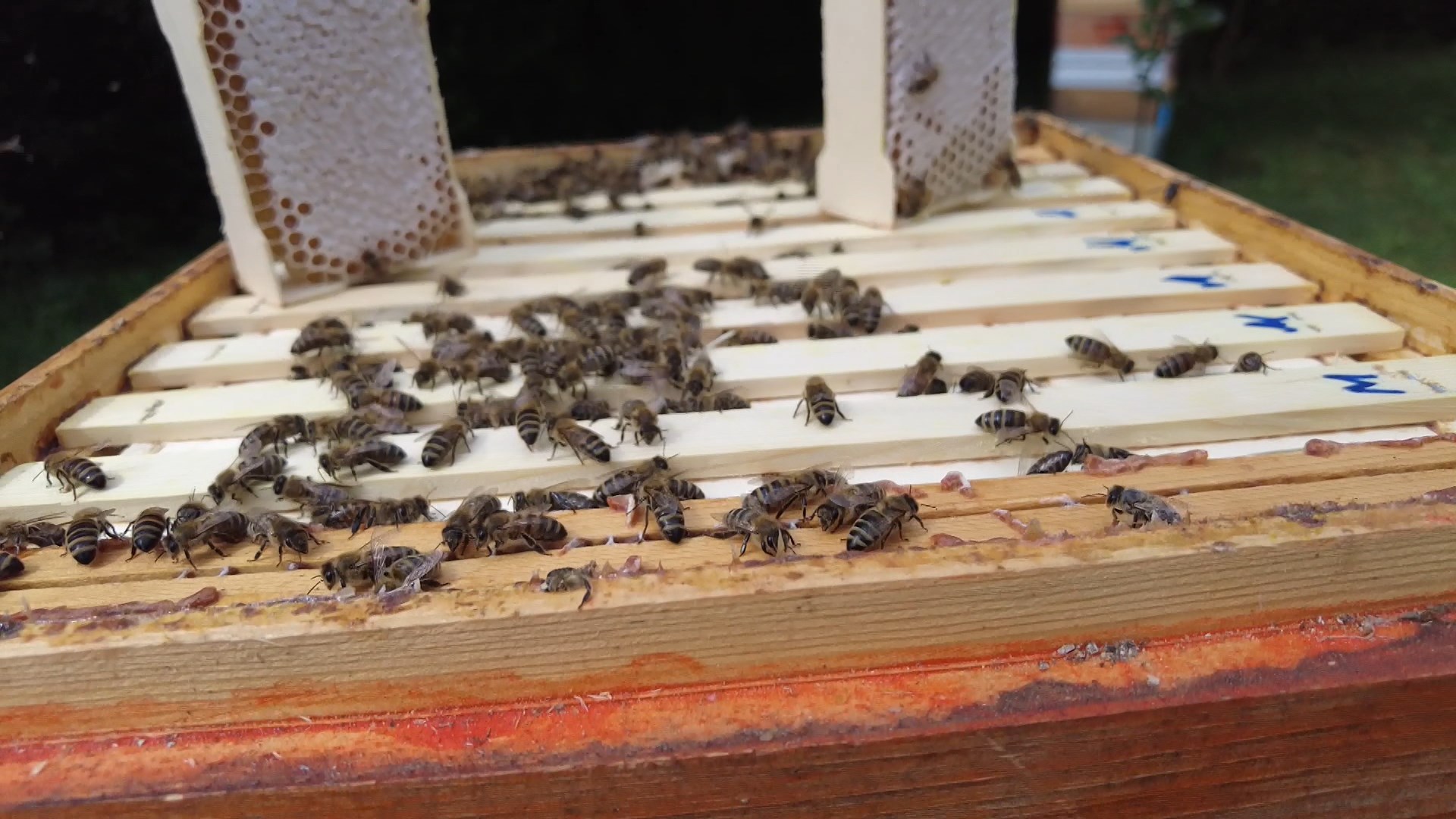Для поддержки костромских пчеловодов планируют открыть «Медовую биржу»