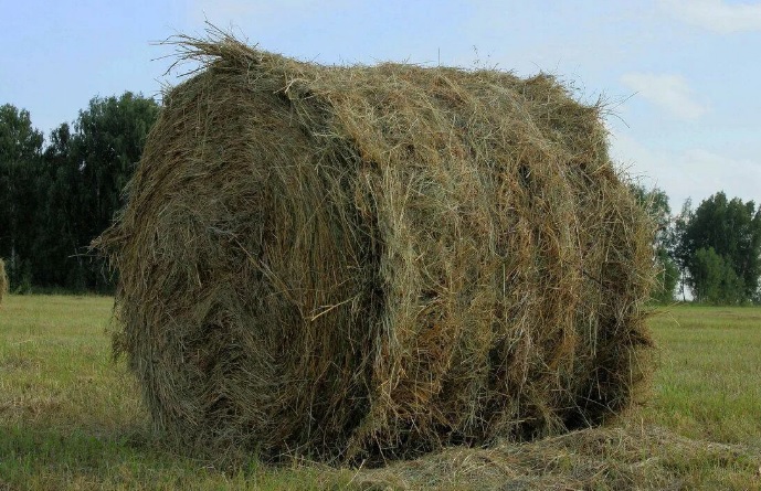 Селяне сетуют: в Костромской области сено плохо рулонится