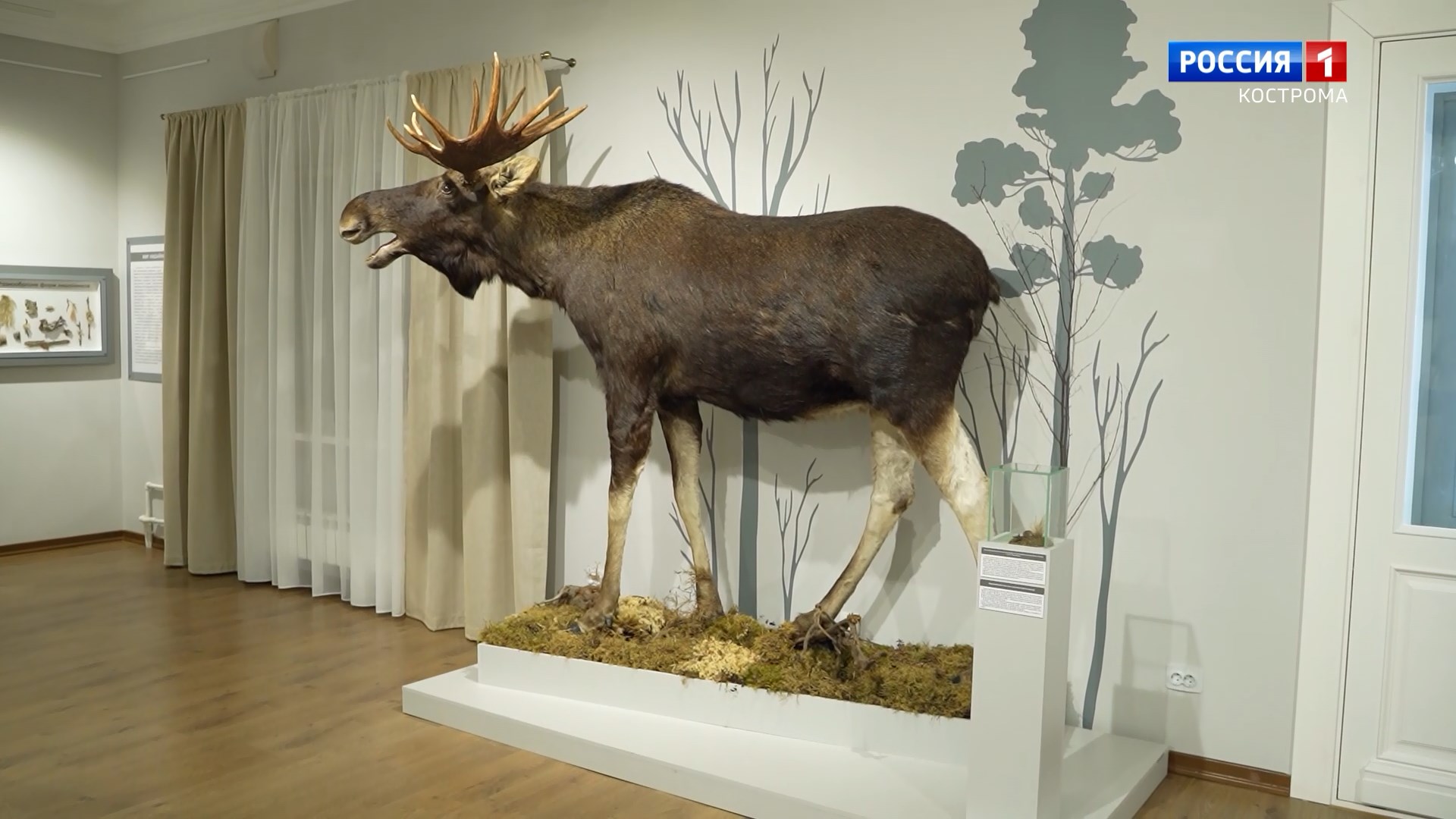 Зал росомахи, необычные грибы и удивительные животные: костромичам рассказали о новых экспозициях Музея природы