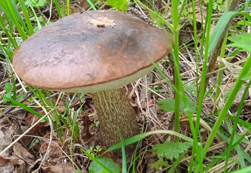Костромичи хвастаются в соцсетях первыми приличными грибами
